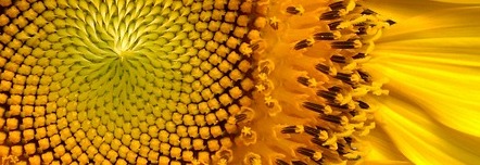 Energie update Geel Zaad levenspad 26 juni - 8 juli 2023: Energie voor groei en creatie